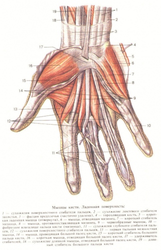 Анатомия рук.