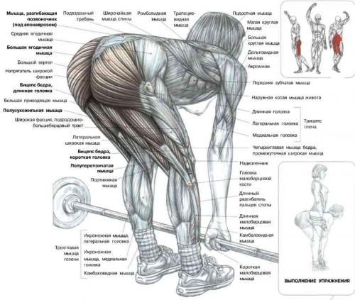 Упражнение на группы мышц спины с картинками thumbnail
