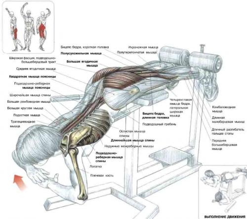 Гимнастика для мышцы спины в картинках thumbnail