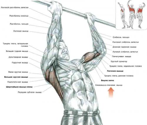 Упражнения и описание для спины фото thumbnail