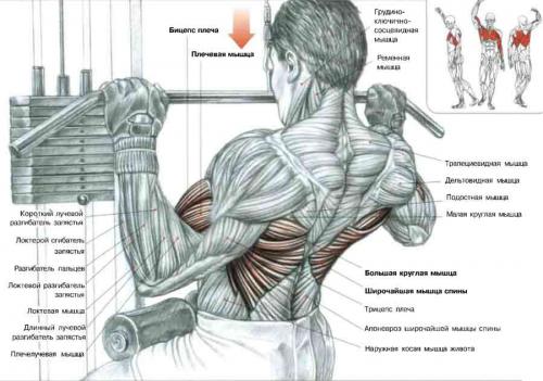 Фото тренировок мышц спины thumbnail