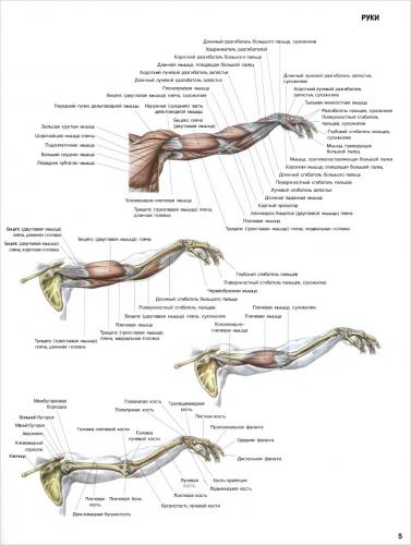 Анатомия рук.