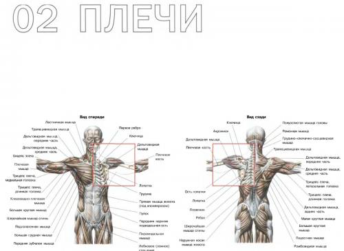 Анатомия плеч.